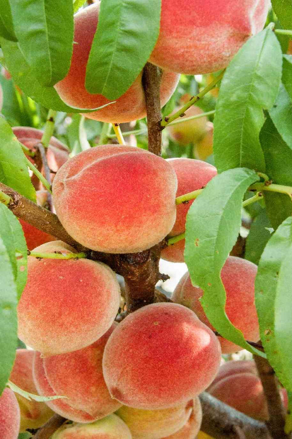 Peach tree