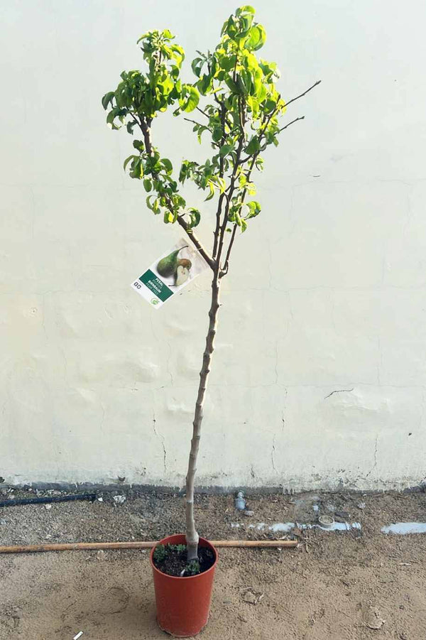 Pear Tree