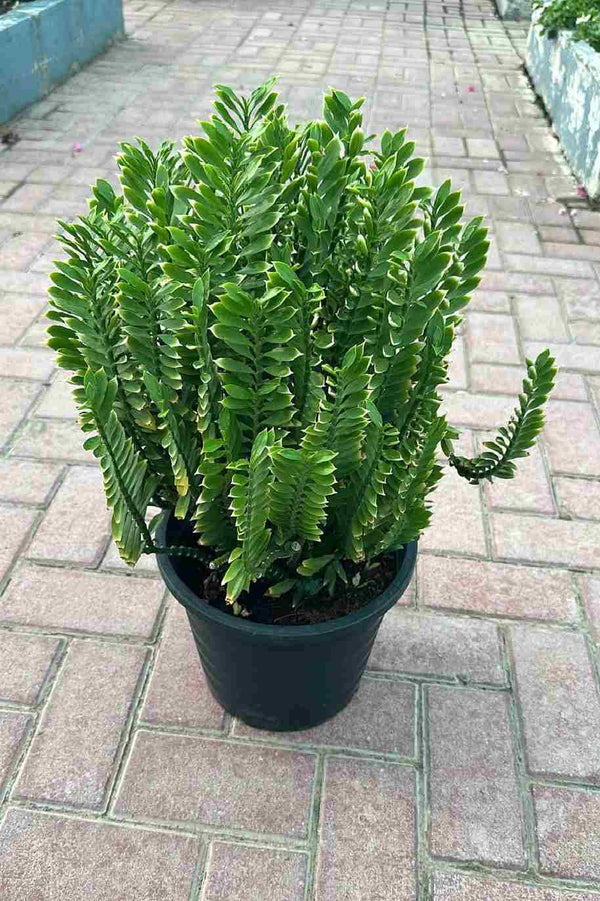 Pedilanthus Tithymaloides-ZigZag Plant
