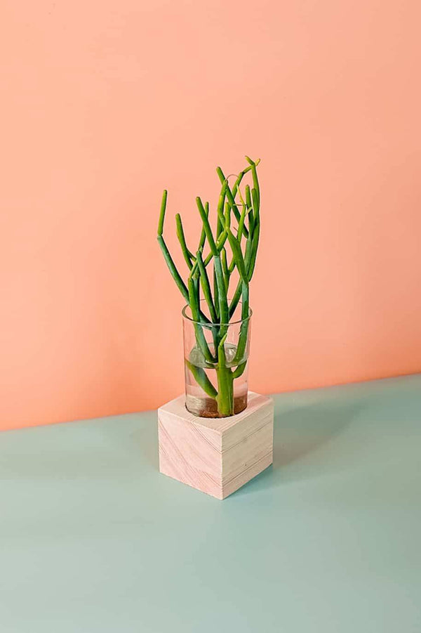 Pencil Cactus Cubo