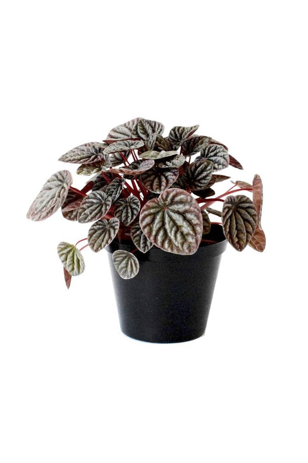 Peperomia Black Plant
