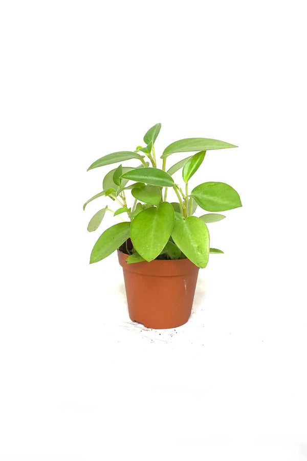 Peperomia Lime Mini
