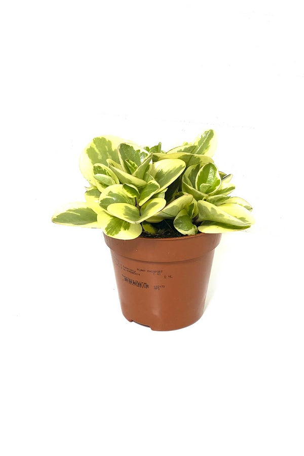 Peperomia White Marble