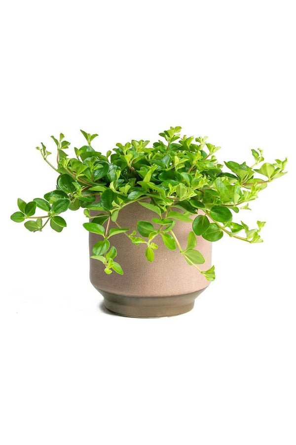 Green Button Peperomia