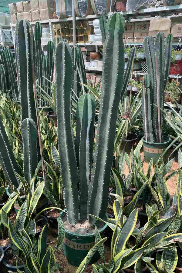 Peruvian Apple Cactus