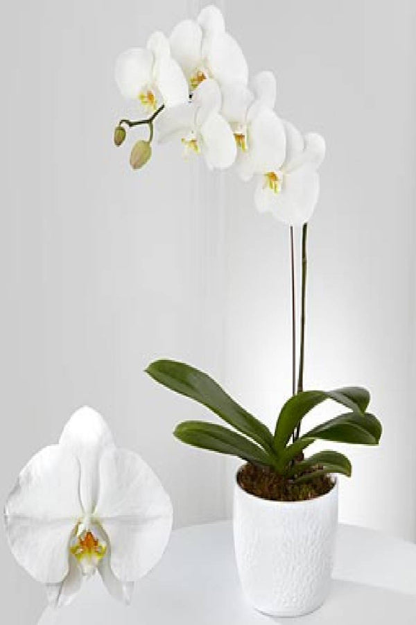 Phalaenopsis Orchid Holland Single Stem