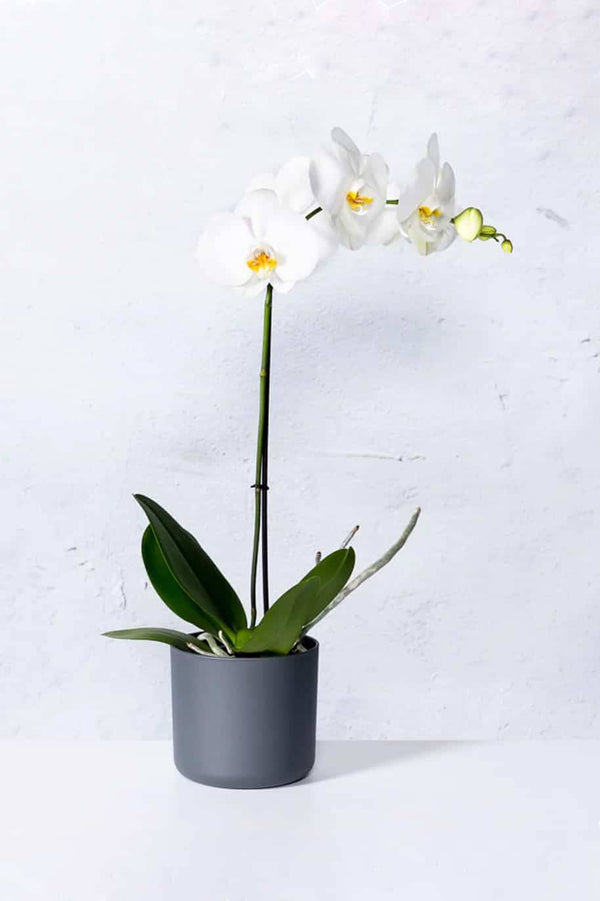 Phalaenopsis Orchid Thailand Single Stem