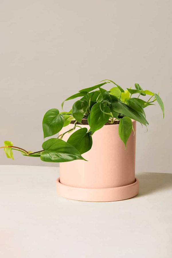 Philodendron Scandens