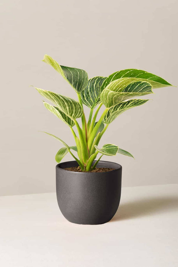 Philodendron Birkin