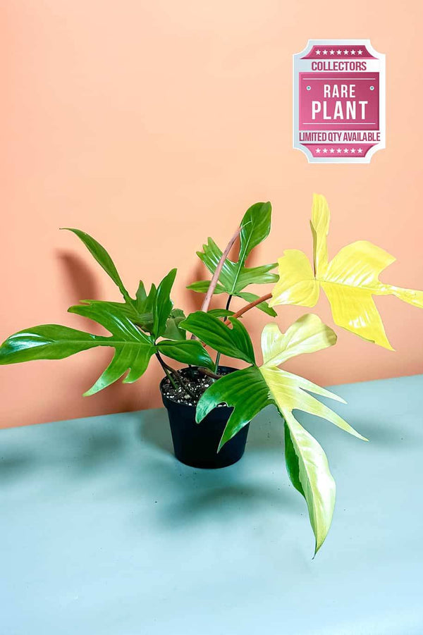 Philodendron Florida Ghost