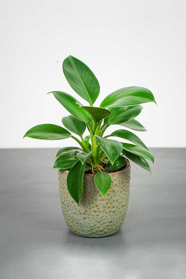 Philodendron Green Princess