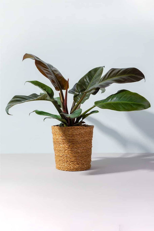 Philodendron Imperial Red