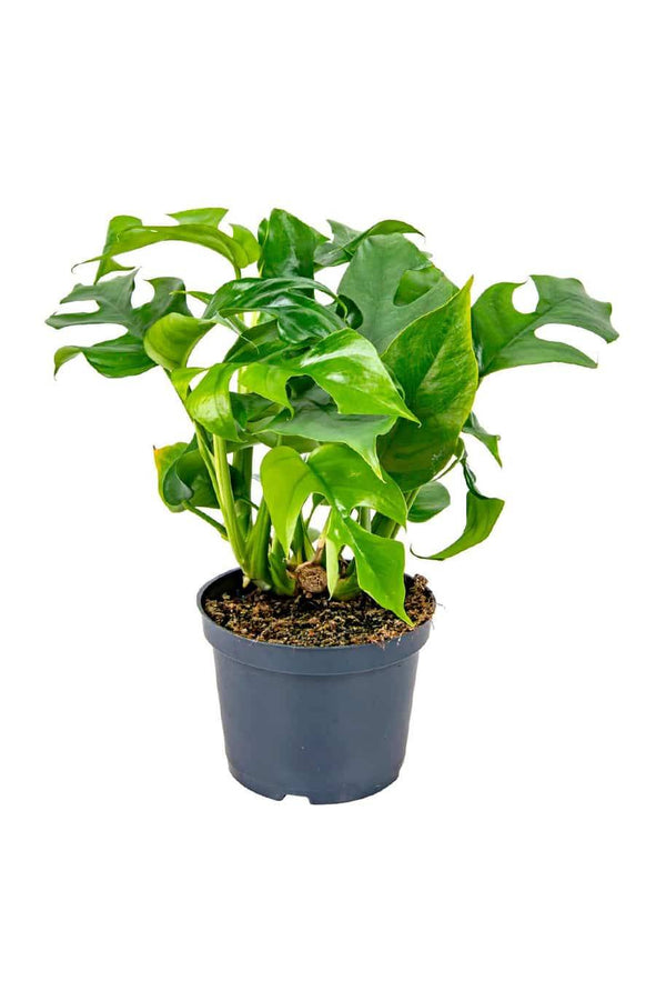 Philodendron Minima