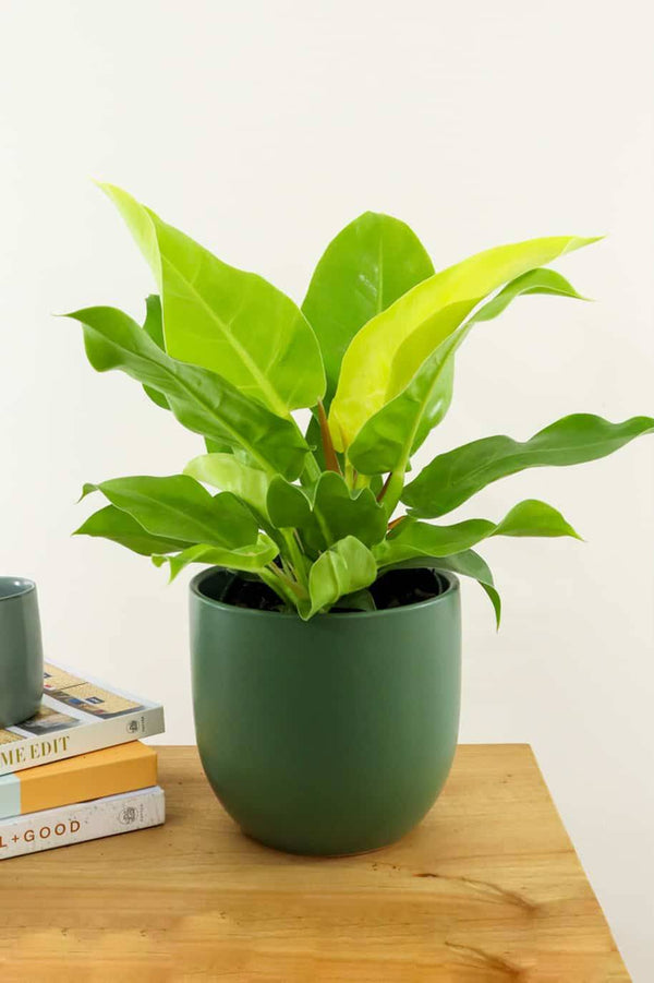 Philodendron Moonlight