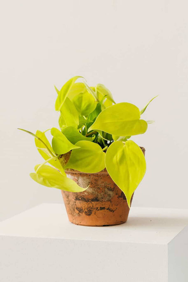 Philodendron Neon Gold