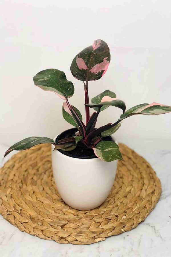 Philodendron Pink Princess