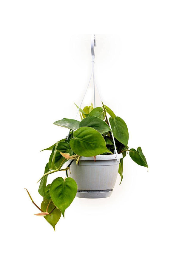 Philodendron Scandens Hanging