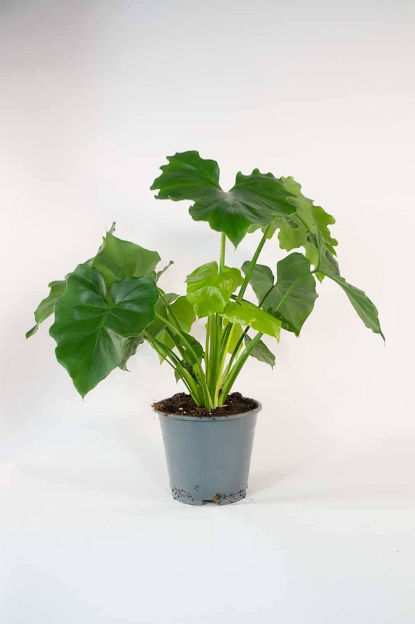 Philodendron Shangri La