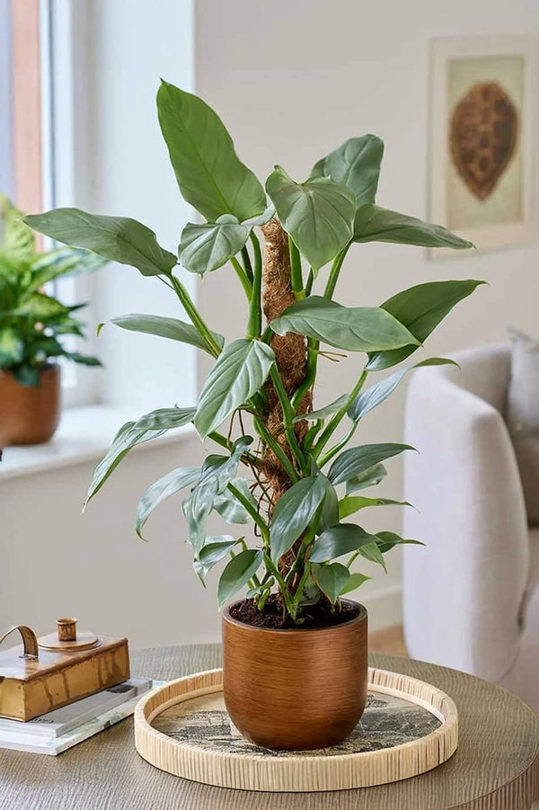 Philodendron Silver Sword