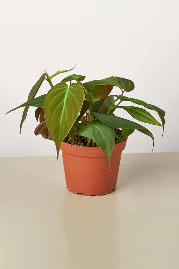 Velvet Leaf Philodendron