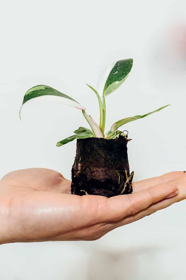 Philodendron White Princess Mini