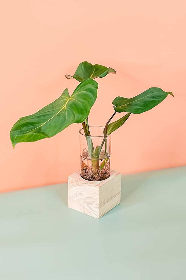 Philodendron Gloriosum Cubo
