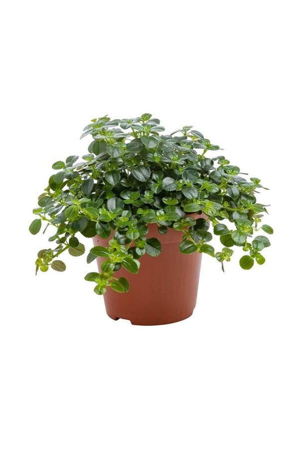 Pilea depressa Sao Paulo