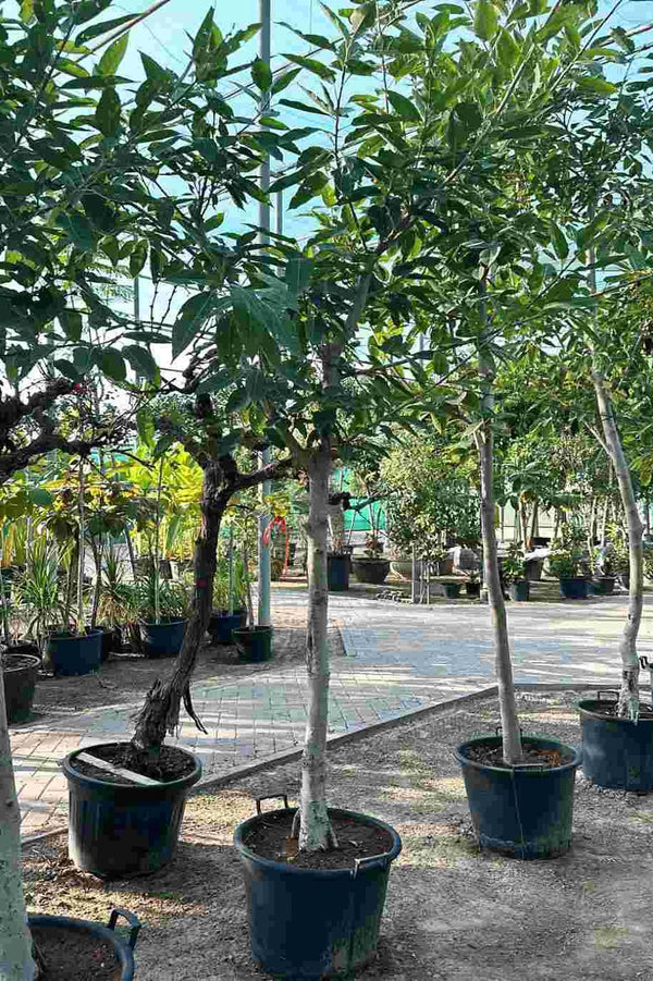 Pilkhan or White Fig Tree