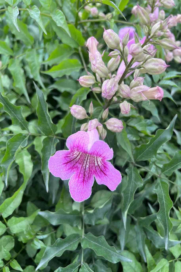 Pink Trumpet Vine