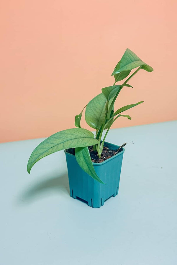 Cebu Blue Pinnatum Mini