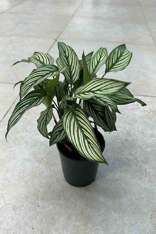 Pinstripe Calathea Holland