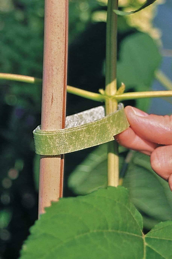 Velcro Plant Tie
