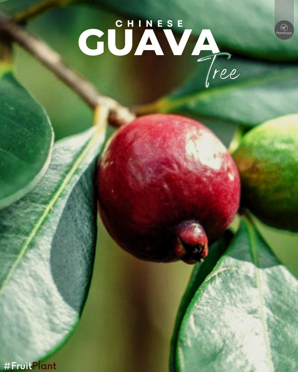 Chinese Guava Tree || Psidium cattleianum || Evergreen Guava Tree || Outdoor Fruit Plant UAE & KSA