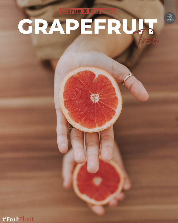 Grapefruit Tree || Citrus × paradisi || Citrus Paradisi Pomelo || شجرة الجريب فروت || Outdoor Fruit Plant UAE & KSA
