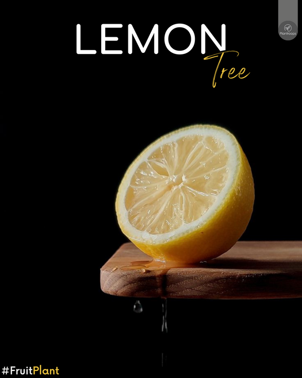 Lemon Tree || Citrus Lemon Tree || Live Lemon Tree || Buy Lemon Plant Online UAE & KSA
