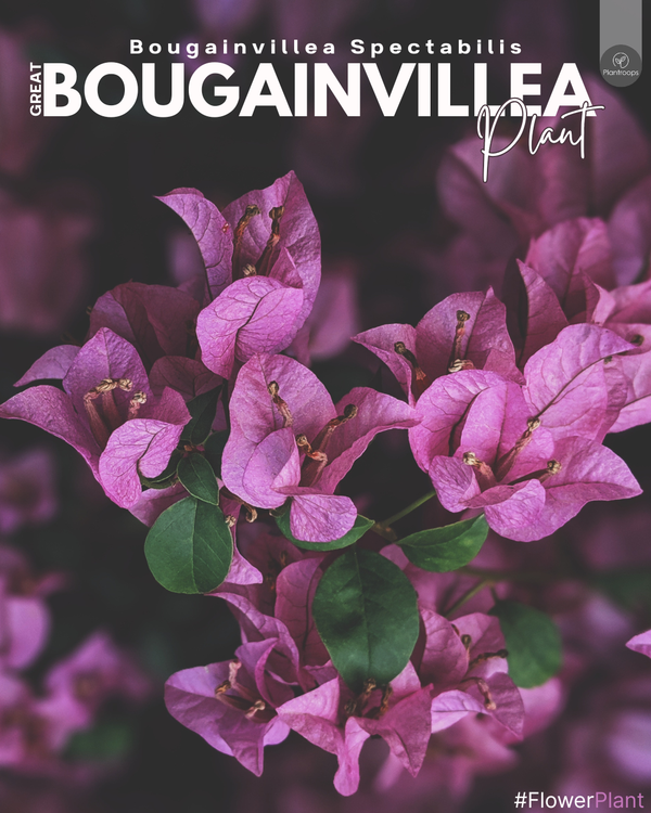 Great Bougainvillea || Bougainvillea Spectabilis || بوجنفيليا عظيم || Vibrant Climbing Plant for Gardens UAE & KSA