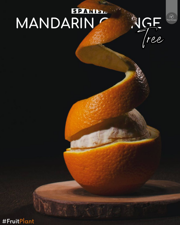Spanish Mandarin Orange Tree || Mandarin Reticulata Tree || Citrus Tree || Outdoor Plant UAE & KSA