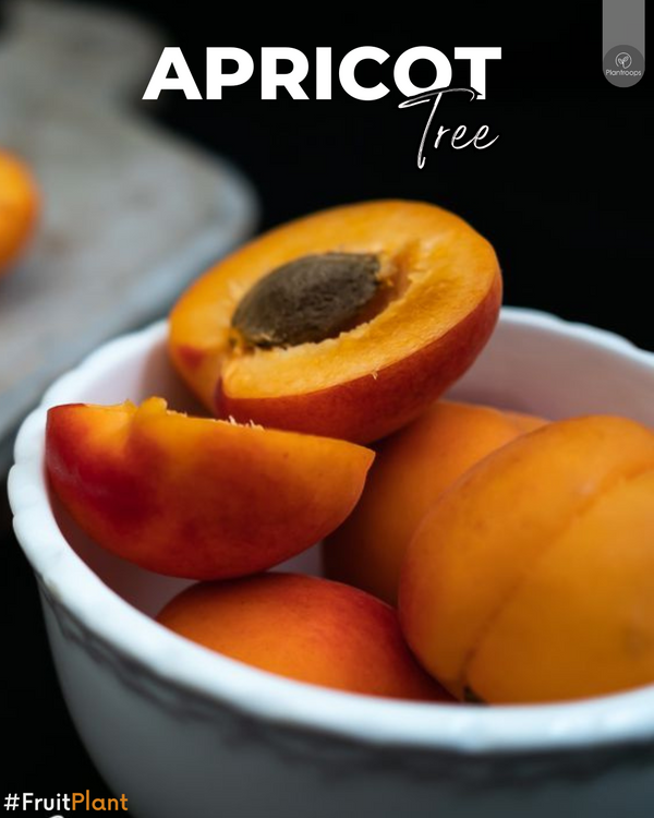 Apricot Tree || Prunus armeniaca || شجرة المشمش || Outdoor Fruit Tree UAE & KSA