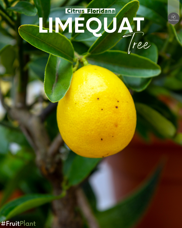 Limequat Citrus Tree || Citrus × floridana || Hybrid Citrus Tree || Outdoor & Indoor Plant UAE & KSA