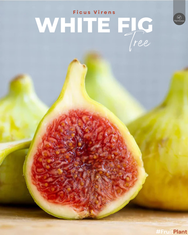 White Fig Tree || Pilkhan || Ficus Virens || شجرة التين الأبيض || Large Evergreen Tree UAE & KSA