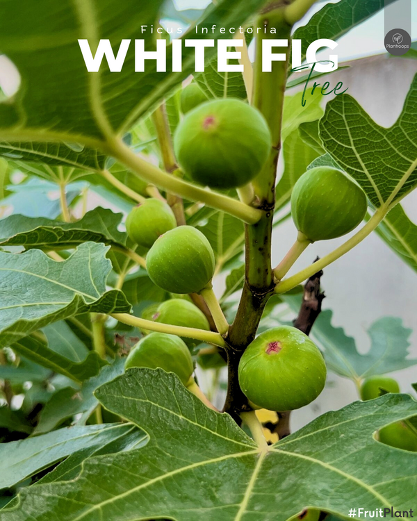 فيكوس إنفكتوريا - التين الأبيض