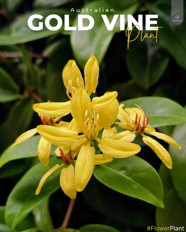 Australian Gold Vine || Tristellateia australasiae || اللبلاب الذهبي الأسترالي || Tropical Ornamental Vine for Gardens UAE & KSA