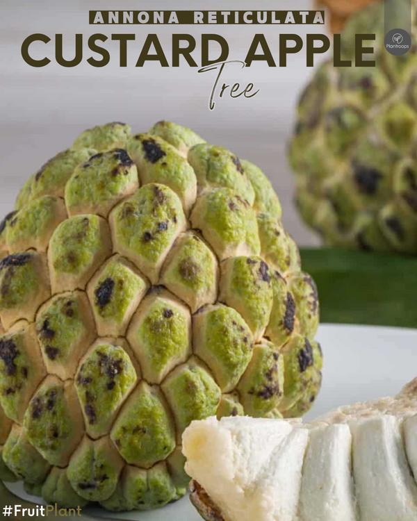 Custard Apple Tree || Annona reticulata || شجرة السكرية || Outdoor Fruit Plant UAE & KSA