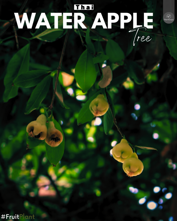 Water Apple Thailand || Syzygium aqueum Tree || شجرة التفاح المائي || Outdoor Fruit Plant UAE & KSA (Copy)