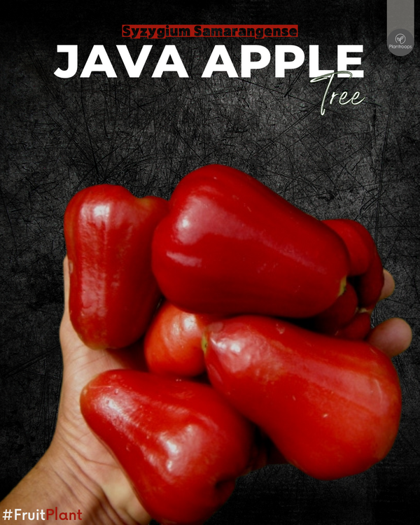 Java Apple Tree || Water Apple || Syzygium Samarangense || Jambu Air || Outdoor Fruit Plant UAE & KSA (Copy)