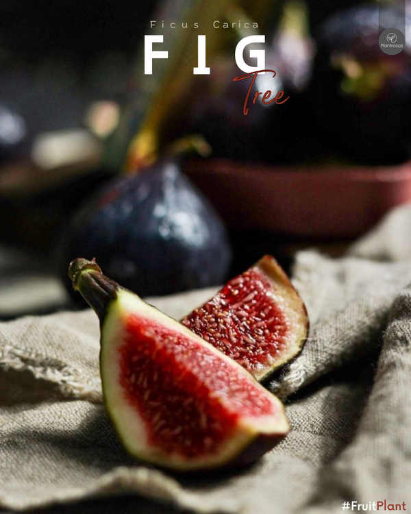 Fig Tree || Ficus Carica || شجرة التين || Fast-Growing Fruit Tree UAE & KSA
