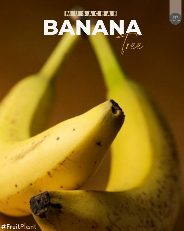 Banana Tree || Musa paradisiaca || شجرة الموز || Edible Banana Tree UAE & KSA
