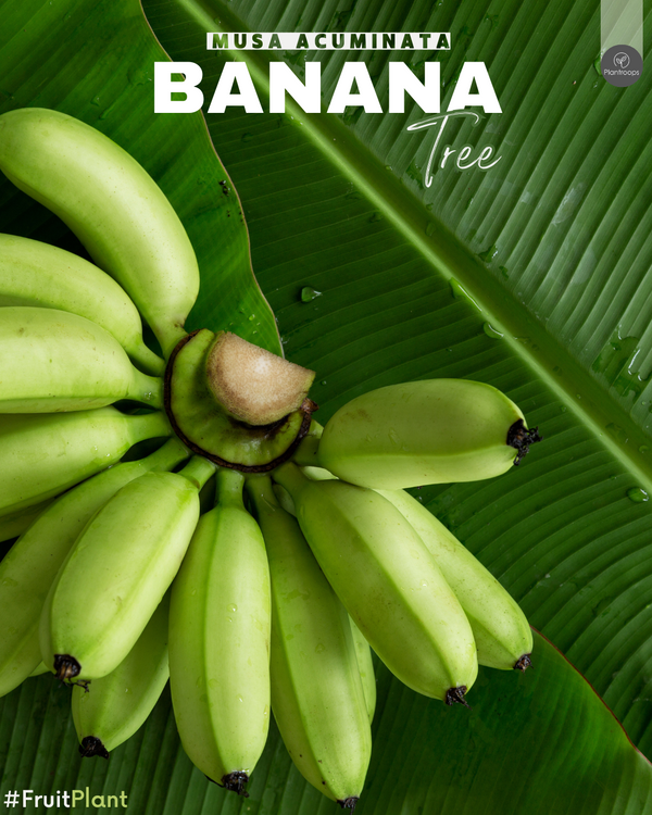 Banana Tree || Musa acuminata || شجرة الموز || Outdoor Fruit Plant UAE & KSA