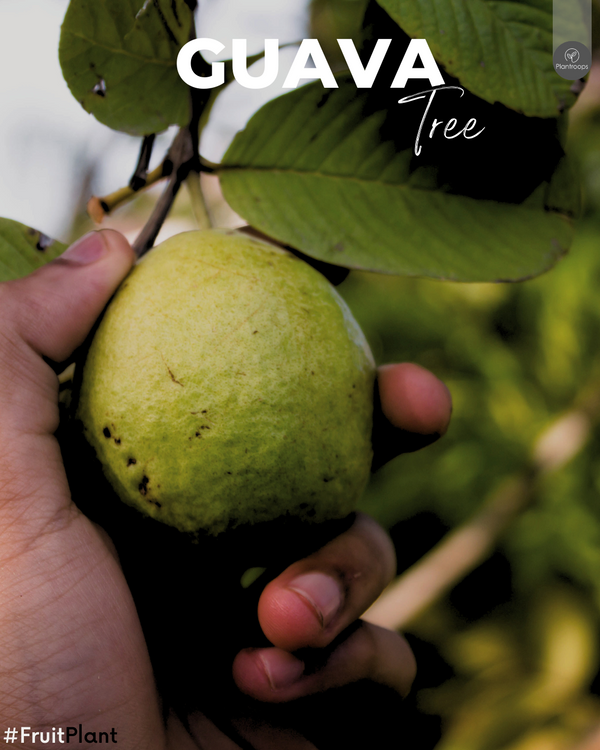 Guava Tree || Psidium guajava || شجرة الجوافة || Guava Tree || Outdoor Fruit Plant UAE & KSA