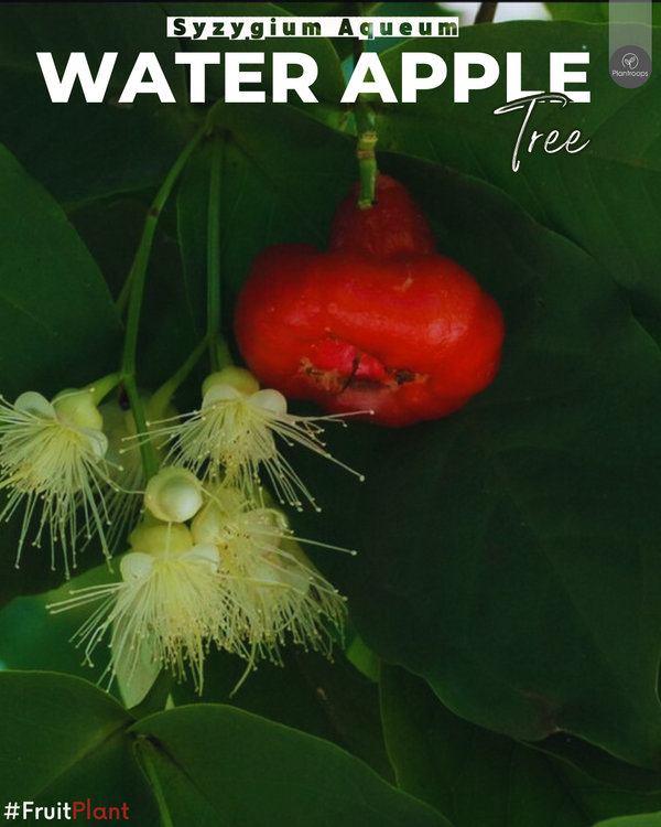 Water Apple Tree || Chambakka || Pani Seb || تفاحة الماء || Outdoor Fruit Plant UAE & KSA